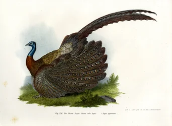 Argusfasan, 1864